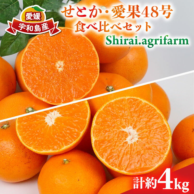せとか 2kg 愛果48号 2kg 食べ比べ セット 計4kg Shirai.agrifarm 先行予約 みかん 愛媛ミカン 愛媛蜜柑 mikan 柑橘 果物 くだもの フルーツ 高級 ブランド 限定 品種 濃厚 甘い 甘味 蜜柑 ゼリー 産地直送 農家直送 数量限定 国産 愛媛 宇和島 B025-115009