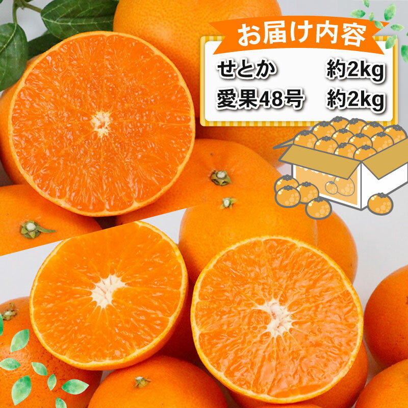 【ふるさと納税】 せとか 2kg 愛果48号 2kg 食べ比べ セット 計4kg Shirai.agrifarm 先行予約 みかん 愛媛ミカン 愛媛蜜柑 mikan 柑橘 果物 くだもの フルーツ 高級 ブランド 限定 品種 濃厚 甘い 甘味 蜜柑 ゼリー 産地直送 農家直送 数量限定 国産 愛媛 宇和島 B025-115009 サムネイル2