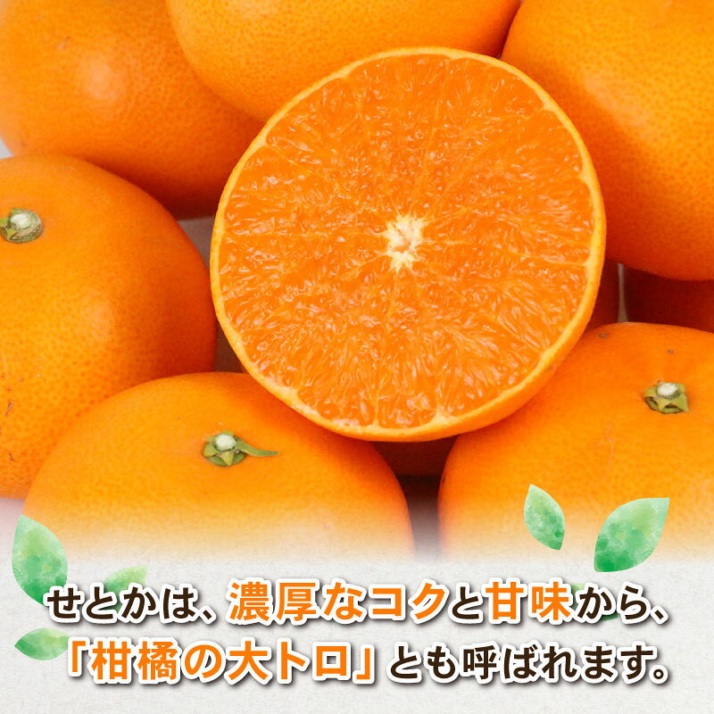 【ふるさと納税】 せとか 約4kg L~3L サイズ Shirai.agrifarm 先行予約 みかん 高級柑橘 柑橘の 大トロ 愛媛ミカン 愛媛蜜柑 mikan 柑橘 果物 くだもの フルーツ 高級 ブランド 濃厚 甘い 美味しい コク 甘味 蜜柑 産地直送 農家直送 数量限定 国産 愛媛 宇和島 B020-115006 サムネイル3