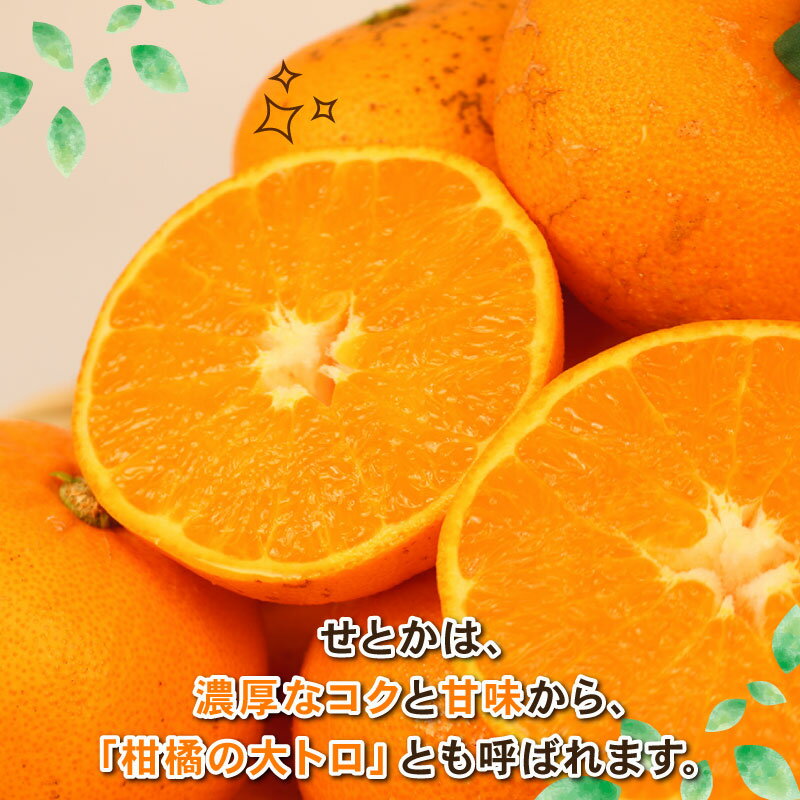 【ふるさと納税】 せとか 訳あり 約4.5kg Shirai.agrifarm 先行予約 サイズ 不揃い みかん 高級柑橘 柑橘の 大トロ 愛媛ミカン 愛媛蜜柑 mikan 柑橘 果物 くだもの フルーツ 高級 ブランド 濃厚 甘い 甘味 蜜柑 産地直送 農家直送 数量限定 国産 愛媛 宇和島 B015-115008 サムネイル3