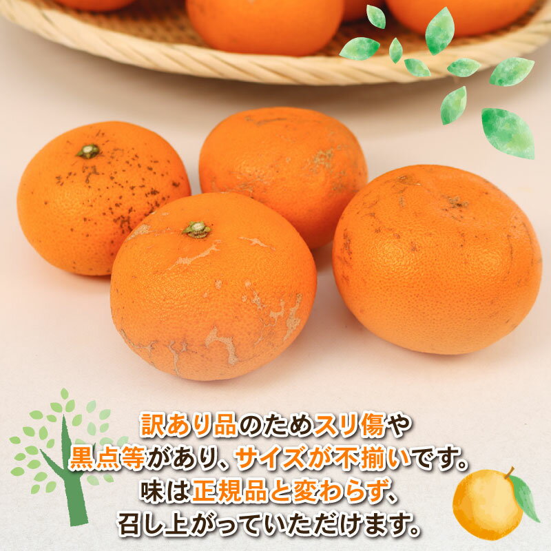 【ふるさと納税】 せとか 訳あり 約4.5kg Shirai.agrifarm 先行予約 サイズ 不揃い みかん 高級柑橘 柑橘の 大トロ 愛媛ミカン 愛媛蜜柑 mikan 柑橘 果物 くだもの フルーツ 高級 ブランド 濃厚 甘い 甘味 蜜柑 産地直送 農家直送 数量限定 国産 愛媛 宇和島 B015-115008 サムネイル2