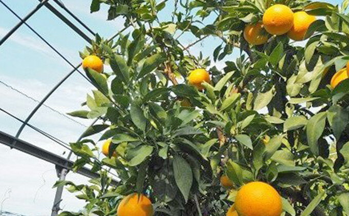 【ふるさと納税】 柑橘 蜜柑 愛果28号 4.5kg 家庭用 屋根かけ サイズ ミックス 陽だまりミカン 高級 ブランド オリジナル 限定 品種 甘い ゼリー 果物 くだもの フルーツ 愛媛みかん 愛媛蜜柑 みかん mikan あいか 農家直送 産地直送 数量限定 国産 愛媛 宇和島 B018-050004 サムネイル3