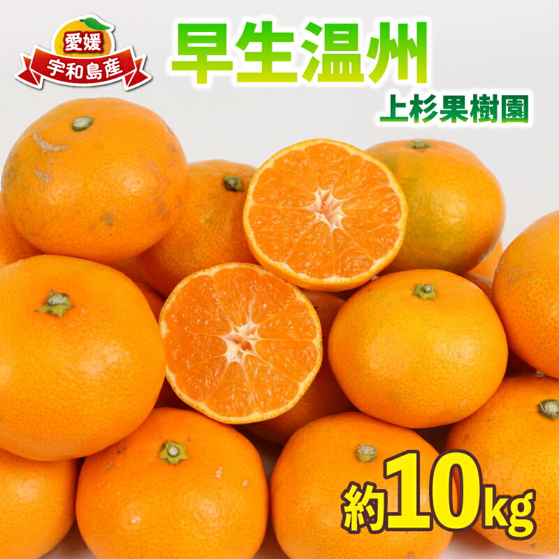 愛媛みかん 早生 温州 10kg S~2L サイズ ミックス 家庭用 上杉果樹園 先行予約 温州蜜柑 温州みかん mikan 愛媛ミカン 愛媛蜜柑 みかん ビタミン 温州 蜜柑 果物 くだもの フルーツ 柑橘 農家直送 産地直送 数量限定 国産 愛媛 宇和島 B012-056001