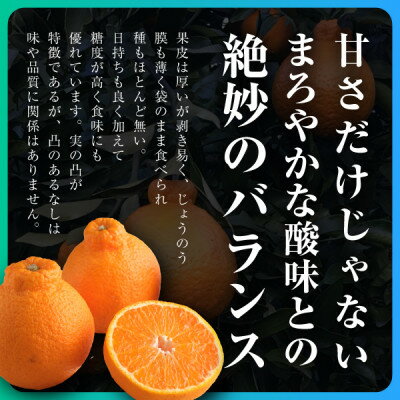 【ふるさと納税】三代目がつくる不知火5kg【D31-3】_ ミカン 蜜柑 みかん しらぬい 柑橘 柑橘類 フルーツ 果物 くだもの 人気 美味しい 愛媛県 八幡浜市 ふるさと 【配送不可地域：離島】【1042518】 サムネイル2
