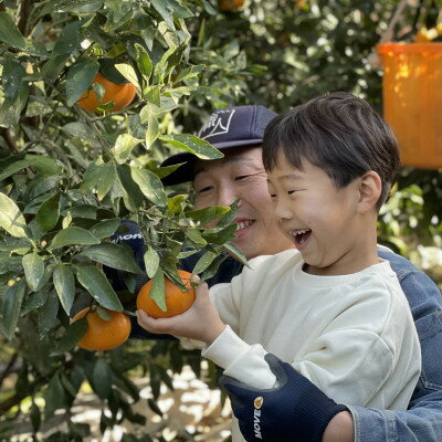 【ふるさと納税】三代目がつくる甘平3kg【C31-1】_ ミカン 蜜柑 みかん 柑橘類 柑橘 フルーツ 果物 くだもの かんぺい 人気 美味しい 愛媛県 八幡浜市 ふるさと 【1042519】 サムネイル3