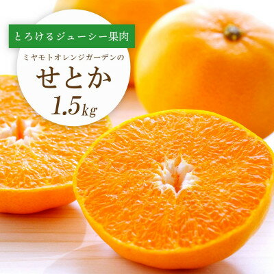 【2026年2月以降発送】とろける濃厚果肉 せとか (1.5kg/2kg/3kg) 愛媛県八幡浜産_ せとか 柑橘 フルーツ 果物 くだもの みかん 人気 おすすめ 送料無料 愛媛県 八幡浜 濃厚 甘い 【G1044414】