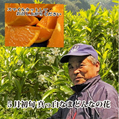 【ふるさと納税】【JAS認証有機栽培】こんな柑橘初めてプルプル新食感「まどんな」約3kg【D39-25】【1044609】 サムネイル2