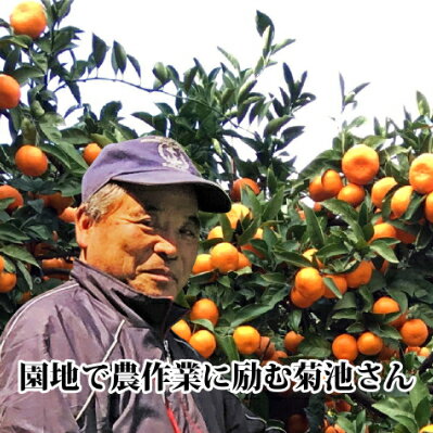 【ふるさと納税】【JAS認証有機栽培】濃厚な味わいの温州みかん!!菊池農園「南柑20号」5kg【C39-23】_ みかん ミカン 柑橘 温州 果物 くだもの フルーツ 旬 愛媛 コク 甘み 国産 産直 産地直送 JAS 有機 有機栽培 JAS認証 果汁 ジューシー 【1044610】 サムネイル2