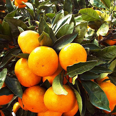 【ふるさと納税】桐箱入り・媛一みかん(2.5kg)【D24-4】_ みかん ミカン 柑橘 フルーツ くだもの 果物 ふるーつ 青果 果実 甘い ジューシー 産直 産地直送 旬 柑橘類 人気 温州 桐箱 ブランド 愛媛 果汁 八幡浜市 【1045056】 サムネイル3