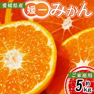 【2025年11月以降発送】八幡浜市向灘地区産「媛一みかん」約5kg(家庭用)【C28-27】_ みかん ミカン 家庭用 柑橘 フルーツ くだもの 果物 ふるーつ 果実 青果 甘い 産直 旬 産地直送 温州 愛媛 【配送不可地域：離島】【1051846】