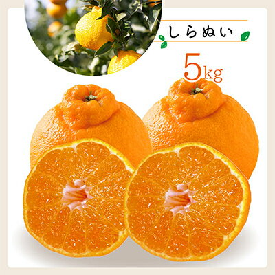 コウ果樹園「しらぬい」たっぷり5kg【C33-23】_ みかん ミカン 蜜柑 フルーツ 果物 くだもの 人気 美味しい 愛媛県 八幡浜市 柑橘類 柑橘 不知火 ふるさと 【1052369】