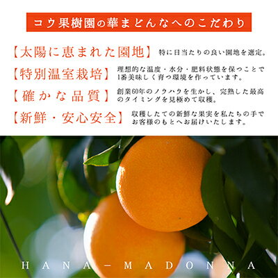 【ふるさと納税】コウ果樹園の「厳選　華まどんな」3kg(4L～L　8～15玉)【E33-8】_ みかん 蜜柑 ミカン 柑橘類 柑橘 フルーツ くだもの 果物 人気 美味しい 愛媛県 八幡浜市 ふるさと 【1056129】 サムネイル2