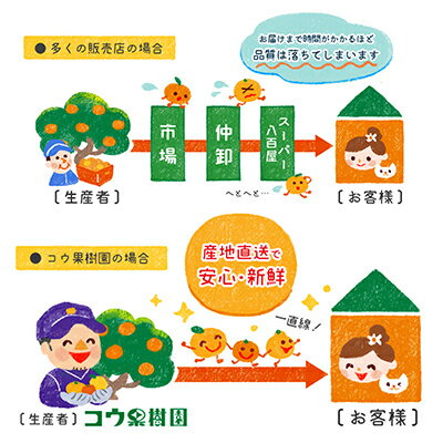 【ふるさと納税】コウ果樹園の「厳選　華まどんな」3kg(4L～L　8～15玉)【E33-8】_ みかん 蜜柑 ミカン 柑橘類 柑橘 フルーツ くだもの 果物 人気 美味しい 愛媛県 八幡浜市 ふるさと 【1056129】 サムネイル3