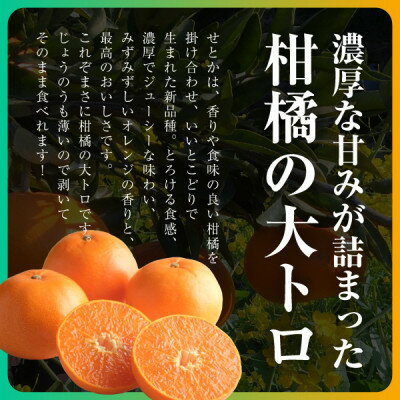 【ふるさと納税】三代目の柑橘の大トロ【せとか】2kg/3kg/4kg【配送不可地域：離島】【G1071620】 サムネイル2