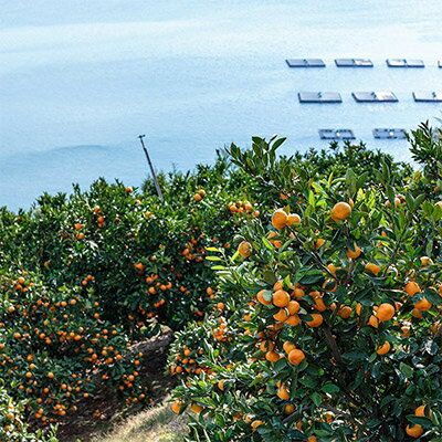 【ふるさと納税】【創業85年 親子4代 愛媛みかん 一筋】訳あり 愛媛みかん 10kg【C20-12】_ 訳アリ わけあり ワケアリミカン みかん フルーツ 果物 くだもの 家庭用 人気 柑橘 かんきつ 不揃い 規格外 傷 愛媛 旬 産地直送 産直 季節限定 【1094603】 サムネイル2