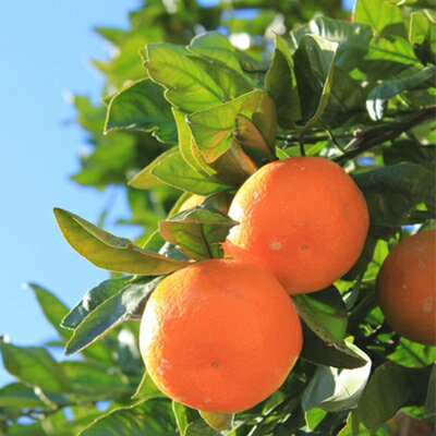 【ふるさと納税】小林果園の愛媛みかん(約5kg)【訳あり】【C24-15】【1124421】 サムネイル2