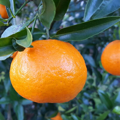 【ふるさと納税】小林果園のポンカン(約5kg)【C24-18】_ みかん ミカン 柑橘 ポンカン ぽんかん フルーツ くだもの 果物 ふるーつ 青果 果実 甘い ジューシー 産直 産地直送 旬 柑橘類 人気 愛媛 果汁 八幡浜市 【1124424】 サムネイル2