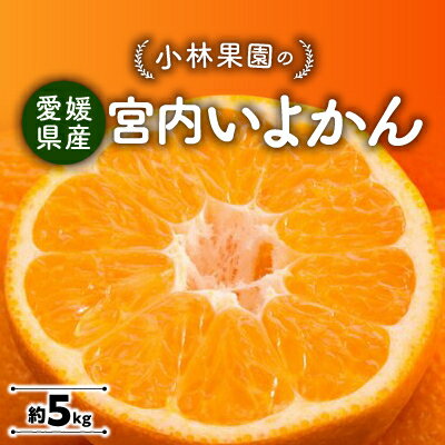 小林果園の宮内いよかん(約5kg)【C24-19】_ みかん ミカン 柑橘 いよかん 伊予柑 フルーツ くだもの 果物 ふるーつ 青果 果実 甘い ジューシー 産直 産地直送 旬 柑橘類 人気 愛媛 果汁 八幡浜市 【1124425】