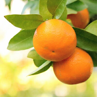 【ふるさと納税】小林果園の宮内いよかん(約5kg)【C24-19】_ みかん ミカン 柑橘 いよかん 伊予柑 フルーツ くだもの 果物 ふるーつ 青果 果実 甘い ジューシー 産直 産地直送 旬 柑橘類 人気 愛媛 果汁 八幡浜市 【1124425】 サムネイル2