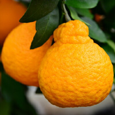 【ふるさと納税】小林果園の不知火(約5kg)【C24-20】_ みかん ミカン 柑橘 しらぬい 不知火 フルーツ くだもの 果物 ふるーつ 青果 果実 甘い ジューシー 産直 産地直送 旬 柑橘類 人気 愛媛 果汁 八幡浜市 【1124426】 サムネイル2