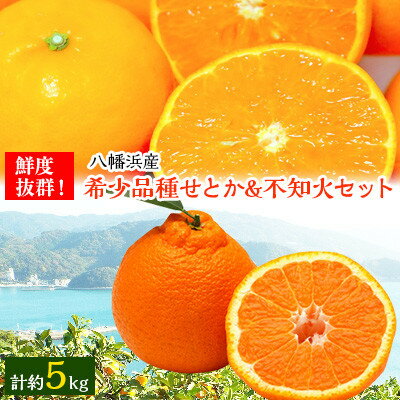 小林果園のせとか&不知火セット(各約2.5kg入)【C24-21】_ みかん ミカン 蜜柑 柑橘類 柑橘 フルーツ 果物 くだもの 人気 美味しい しらぬい 愛媛県 八幡浜市 ふるさと 【1124427】