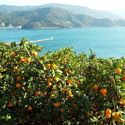 【ふるさと納税】小林果園のせとか&はるかセット(各約2.5kg入)【C24-23】【1124429】 サムネイル3