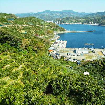 【ふるさと納税】小林果園のブラッドオレンジ(約5kg)【C24-24】【1124430】 サムネイル3