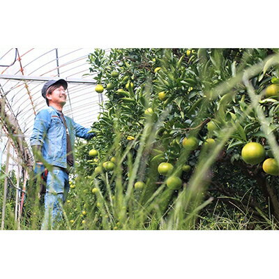 【ふるさと納税】あまーい温州みかん(南柑20号みかん)5kg[数量限定]【C56-7】_ みかん 蜜柑 ミカン フルーツ 果物 くだもの 人気 美味しい 柑橘類 柑橘 愛媛県 八幡浜市 ふるさと 【1128575】 サムネイル2