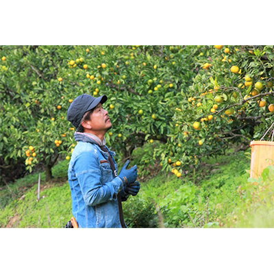 【ふるさと納税】あまーい温州みかん(南柑20号みかん)5kg[数量限定]【C56-7】_ みかん 蜜柑 ミカン フルーツ 果物 くだもの 人気 美味しい 柑橘類 柑橘 愛媛県 八幡浜市 ふるさと 【1128575】 サムネイル3