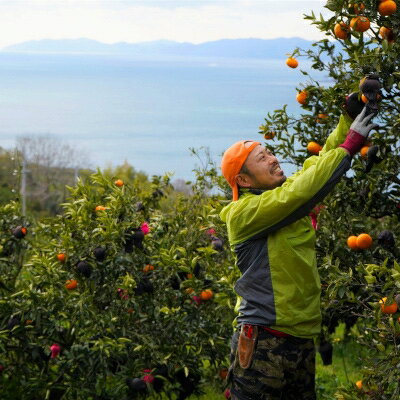 【ふるさと納税】八幡浜産・ぽんかん6kg[数量限定!200セット]【C56-11】【1138963】 サムネイル2