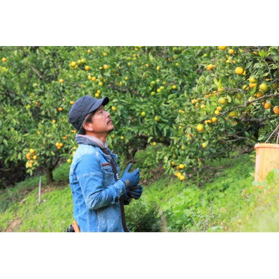 【ふるさと納税】八幡浜産・きよみ5kg[数量限定!]【C56-14】【1141509】 サムネイル2