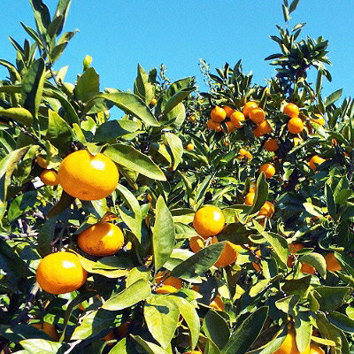 【ふるさと納税】“ひんやり天然スイーツ”えひめの冷凍みかん6袋セット(ハローキティパッケージ)【C28-35】_ 冷凍みかん ミカン 柑橘 フルーツ くだもの 果物 ふるーつ 青果 果実 甘い 産直 旬 ハローキティ 愛媛 【配送不可地域：離島】【1144774】 サムネイル3