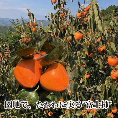 【ふるさと納税】甘さにニッコリ日本最大級の柿「富士柿」約5キロ 【D39-15】_ 柿 カキ かき 果物 くだもの フルーツ 果実 青果 旬 秋の味覚 甘い 5kg 国産 愛媛 産地直送 産直 【配送不可地域：離島・北海道・沖縄県】【1236930】 サムネイル2