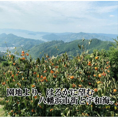 【ふるさと納税】甘さにニッコリ日本最大級の柿「富士柿」約5キロ 【D39-15】_ 柿 カキ かき 果物 くだもの フルーツ 果実 青果 旬 秋の味覚 甘い 5kg 国産 愛媛 産地直送 産直 【配送不可地域：離島・北海道・沖縄県】【1236930】 サムネイル3