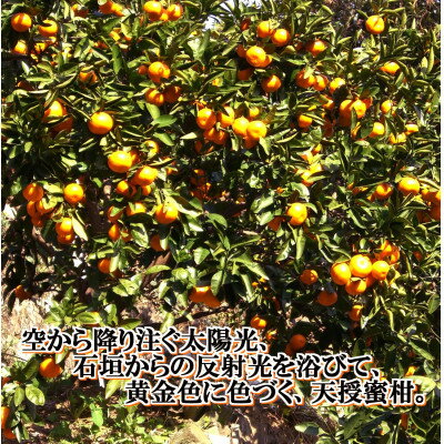 【ふるさと納税】適度な潮風をうけ、太陽光、石垣、海の反射光を浴びて育った「天授蜜柑」約5kg【C39-45】_ みかん ミカン 温州 果物 くだもの フルーツ 柑橘 青果 果実 デザート 旬 愛媛 濃厚 甘い 密柑 愛媛 国産 産地直送 産直 人気 おすすめ 【1243340】 サムネイル2