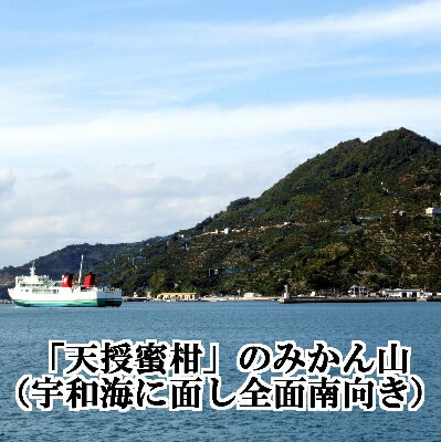 【ふるさと納税】適度な潮風をうけ、太陽光、石垣、海の反射光を浴びて育った「天授蜜柑」約5kg【C39-45】_ みかん ミカン 温州 果物 くだもの フルーツ 柑橘 青果 果実 デザート 旬 愛媛 濃厚 甘い 密柑 愛媛 国産 産地直送 産直 人気 おすすめ 【1243340】 サムネイル3