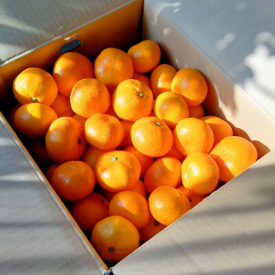 【ふるさと納税】【甘みが濃縮されたみかん】愛媛で育った夕やけみかん【極】小玉(3kg/5kg/10kg/20kg)_ みかん ミカン 蜜柑 小玉 小玉サイズ 夕やけみかん 果物 くだもの フルーツ 甘い おいしい かんきつ 柑橘 【G1243462】 サムネイル2