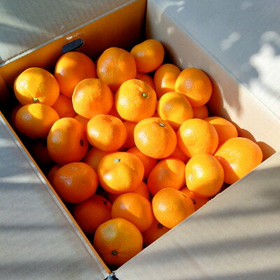 【ふるさと納税】【甘みが濃縮されたみかん】愛媛で育った夕やけみかん【極】3kg×2箱【D49-9】_ みかん ミカン 柑橘 オリジナル 果物 くだもの フルーツ 甘い 希少 愛媛 デザート 愛媛みかん 密柑 高糖度 極 ジューシー 果汁たっぷり 【1243465】 サムネイル2