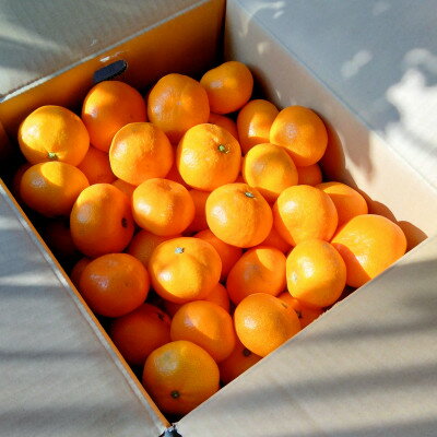 【ふるさと納税】【甘みが濃縮されたみかん】愛媛で育った夕やけみかん【極】3kg×2箱(小玉)【D49-11】_ みかん ミカン 柑橘 果物 くだもの フルーツ 甘い 希少 愛媛 デザート 愛媛みかん 密柑 高 【1243467】 サムネイル2