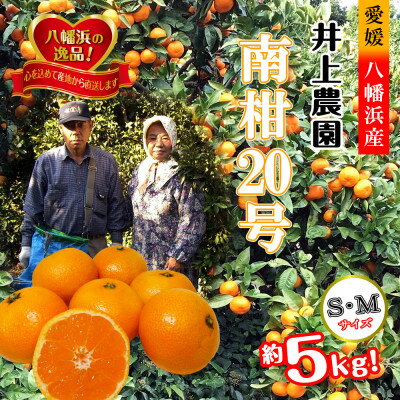 M、Sサイズでお届け・濃厚な味わい! 井上農園「南柑20号」約5kg 【C39-12】_ みかん ミカン 柑橘 温州 果物 くだもの フルーツ 旬 愛媛 コク 甘み 国産 産直 産地直送 S M 5kg 食べやすい サイズ限定 【1245424】