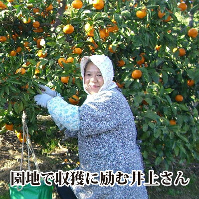 【ふるさと納税】M、Sサイズでお届け・濃厚な味わい! 井上農園「南柑20号」約5kg 【C39-12】_ みかん ミカン 柑橘 温州 果物 くだもの フルーツ 旬 愛媛 コク 甘み 国産 産直 産地直送 S M 5kg 食べやすい サイズ限定 【1245424】 サムネイル2