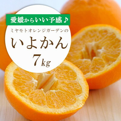 【2026年1月以降発送】愛媛から「いい予感」♪ジューシー果肉いい香り いよかん7kg【D25-7】【1248055】