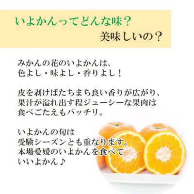 【ふるさと納税】【2026年1月以降発送】愛媛から「いい予感」♪ジューシー果肉いい香り いよかん7kg【D25-7】【1248055】 サムネイル2