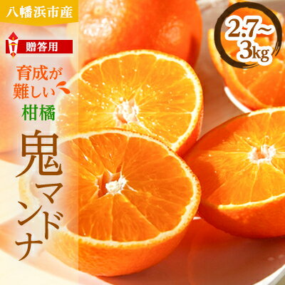 柑橘の鬼たちがつくる八幡浜産・鬼マドンナ(2.7kg～3.0kg)[贈答用]【E56-16】_ みかん ミカン 蜜柑 柑橘 柑橘類 フルーツ 果物 くだもの 愛媛県 八幡浜市 ふるさと 【配送不可地域：離島】【1250206】