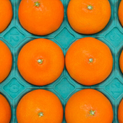 【ふるさと納税】柑橘の鬼たちがつくる八幡浜産・鬼マドンナ(2.7kg～3.0kg)[贈答用]【E56-16】_ みかん ミカン 蜜柑 柑橘 柑橘類 フルーツ 果物 くだもの 愛媛県 八幡浜市 ふるさと 【配送不可地域：離島】【1250206】 サムネイル2