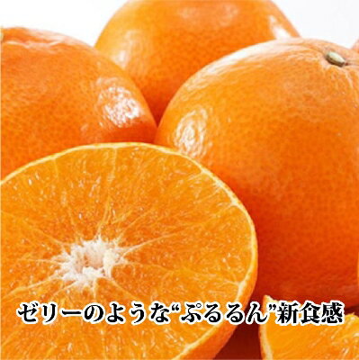 【ふるさと納税】ギフト対応化粧箱入・上杉農園のぷるぷる新食感!「マドンナ」約3kg【D39-16】_ マドンナ みかん ミカン 愛媛県 フルーツ 果物 くだもの 柑橘 かんきつ 人気 限定 産地直送 産直 ジューシー 甘い 果汁 糖度 大玉 【1251804】 サムネイル2