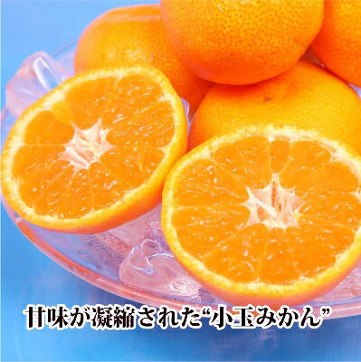 【ふるさと納税】2025年11月発送開始　ぷるぷる新食感!「マドンナ」+濃厚!「小玉みかん」約5kg【D39-32】_ みかん ミカン まどんな マドンナ フルーツ 果物 くだもの セット 食べ比べ 旬 甘い ジューシー 温州 愛媛 5kg 濃厚 【1252242】 サムネイル3