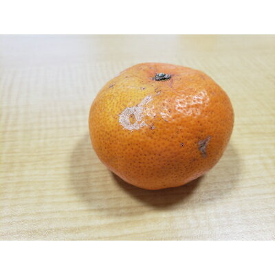 【ふるさと納税】柑橘の鬼たちがつくる八幡浜産・温州みかん8kg[家庭用]【C56-17】_ みかん ミカン 柑橘 フルーツ くだもの 果物 青果 ふるーつ 甘い 温州 家庭用 ジューシー 旬 期間限定 【配送不可地域：離島】【1252943】 サムネイル3