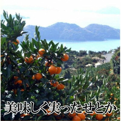 【ふるさと納税】2026年2月～順次発送　柑橘の大トロ「せとか」約3kg 【D39-6】_ みかん ミカン 柑橘 せとか 果物 くだもの フルーツ 旬 青果 愛媛 柑橘の大トロ 3kg 濃厚 甘み 化粧箱 国産 産直 産地直送 【1262187】 サムネイル2