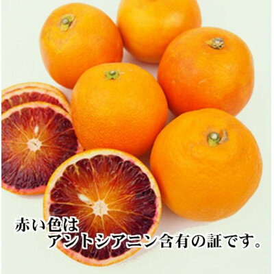 【ふるさと納税】2026年3月出荷開始　アントシアニン含有!「ブラッドオレンジ」約3キロ 【C39-9】_ ブラッドオレンジ オレンジ 果物 くだもの フルーツ 果実 青果 旬 濃厚 高糖度 3kg 国産 愛媛 産地直送 産直 人気 おすすめ 【配送不可地域：離島】【1280627】 サムネイル2